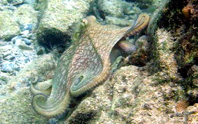 Common Octopus -  Octopus insularis