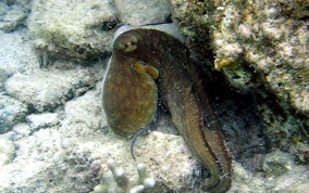 Common Octopus -  Octopus insularis