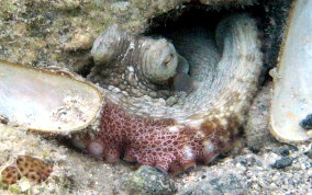 Common Octopus -  Octopus insularis