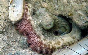 Common Octopus - Octopus insularis