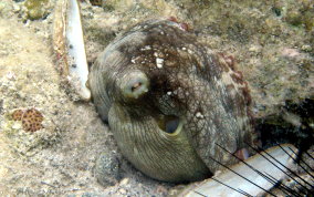 Common Octopus -  Octopus insularis