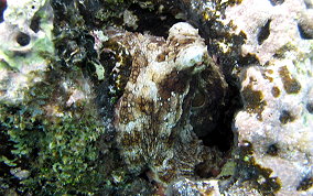 Common Octopus -  Octopus insularis