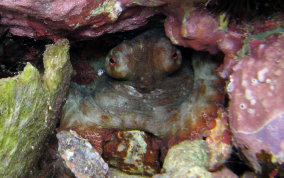 Common Octopus -  Octopus insularis