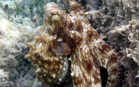 Common Octopus -  Octopus insularis