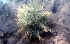 Ragged Seahare - Bursatella leachii