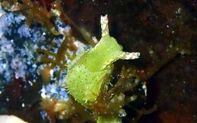 Reticulated Sea Slug - Oxynoe antillarum