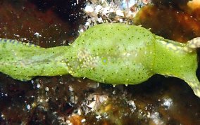 Reticulated Sea Slug - Oxynoe antillarum