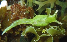 Reticulated Sea Slug