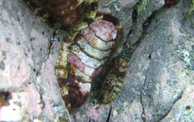 Snakeskin or Rock Chiton - Class : Amphineura