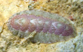 Purple Slender Chiton - Stenoplax purpurascens