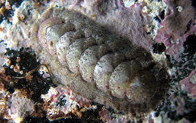 Caribbean Slender Chiton - Stenoplax purpurascens