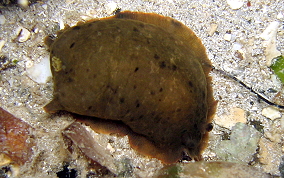 Slimy Doris-Nudibranch - Dendrodoris krebsii