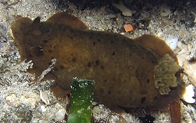 Slimy Doris-Nudibranch - Dendrodoris krebsii