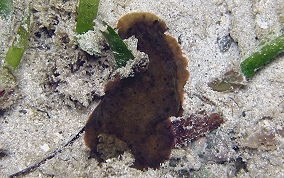 Slimy Doris-Nudibranch - Dendrodoris krebsii