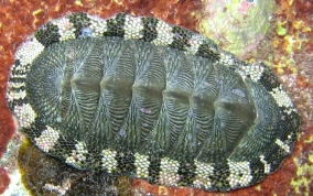 Snakeskin or Rock Chiton - Class : Amphineura