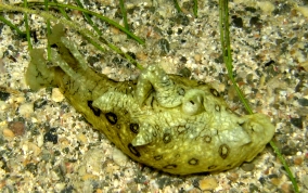 Spotted Seahare- Aplysia dactylomela