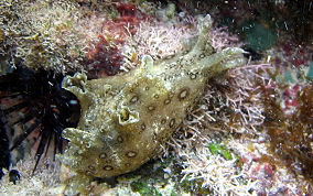 Spotted Seahare- Aplysia dactylomela