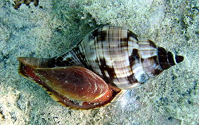 True Tulip Snail - Fasciolaria tulipa