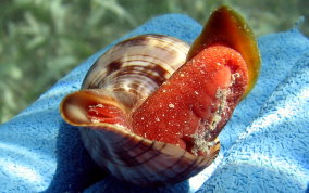 True Tulip Snail - Fasciolaria tulipa