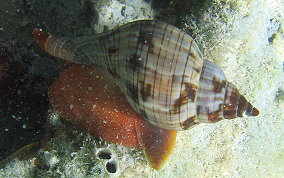 True Tulip Snail - Fasciolaria tulipa