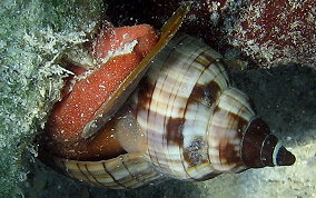 True Tulip Snail - Fasciolaria tulipa