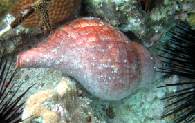 True Tulip Snail - Fasciolaria tulipa