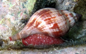 True Tulip Snail - Fasciolaria tulipa