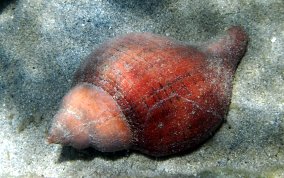 True Tulip Snail - Fasciolaria tulipa