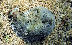 Warty Seacat - Dolabrifera dolabrifera