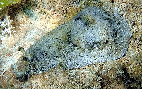 Warty Seacat - Dolabrifera dolabrifera