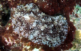 Warty Sidegill Slug - Pleurobranchus crossei