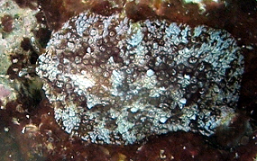 Warty Sidegill Slug - Pleurobranchus crossei