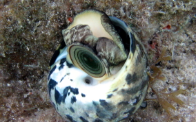 Welk - West Indian Top Shell - Cittarium pica