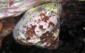 Welk - West Indian Top Shell - Cittarium pica