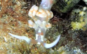 White-Patch Aeolid - Flabellina engeli