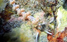 White-Patch Aeolid  - Flabellina engeli