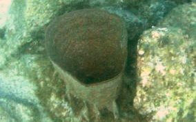 
Bell Sponge
 - Ircinia campana