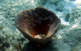 
Bell Sponge
 - Ircinia campana