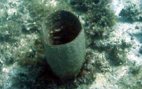 
Bell Sponge
 - Ircinia campana