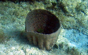 
Bell Sponge
 - Ircinia campana