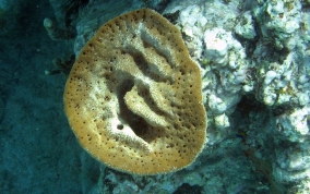 
Bell Sponge
 - Ircinia campana