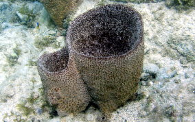 
Bell Sponge
 - Ircinia campana