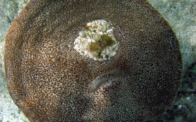 
Bell Sponge
 - Ircinia campana