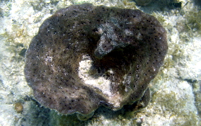 
Bell Sponge
 - Ircinia campana