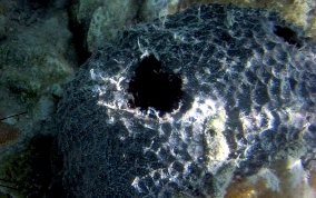 Black Ball Sponge - Ircinia strobilina