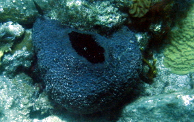 Black Ball Sponge - Ircinia strobilina