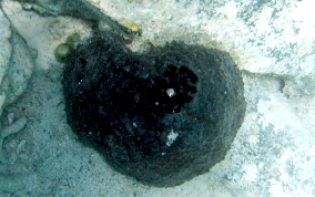 Black Ball Sponge - Ircinia strobilina