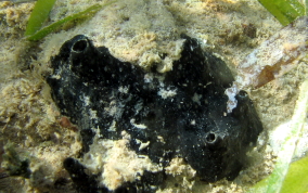 Black Pinnacle Sponge