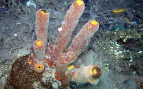 Tube Sponge