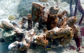 Branching Tube Sponge - Pseudoceratina crassa